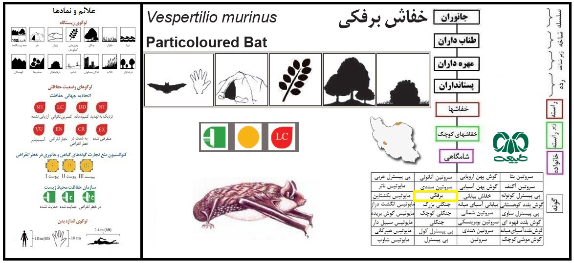 گونه خفاش برفکی 