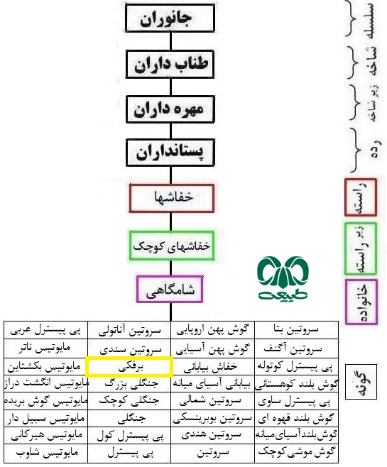 طبقه بندی گونه خفاش برفکی