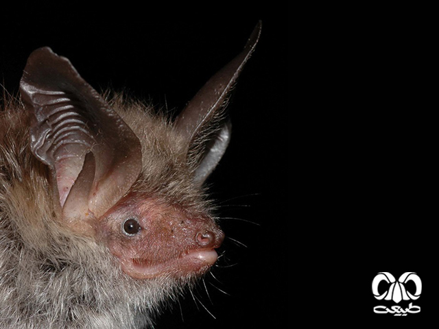 ویژگی‌های زیستی گونه خفاش بکشتاین