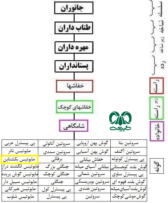 طبقه بندی گونه خفاش بکشتاین