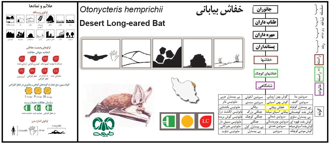 گونه خفاش بیابانی  