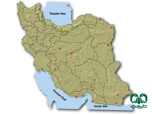 خفاش بیابانی در ایران