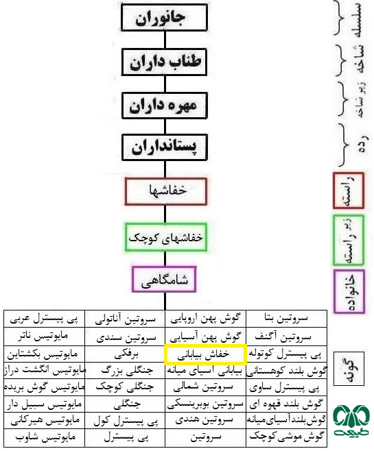 طبقه بندی گونه خفاش بیابانی