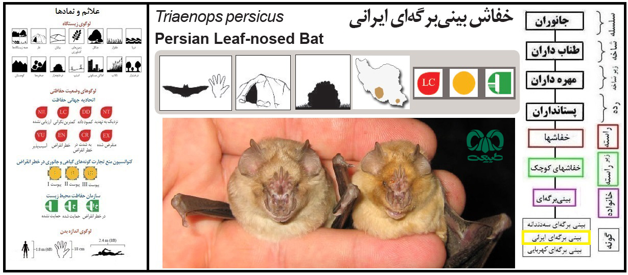 گونه خفاش بینی برگه ای ایرانی