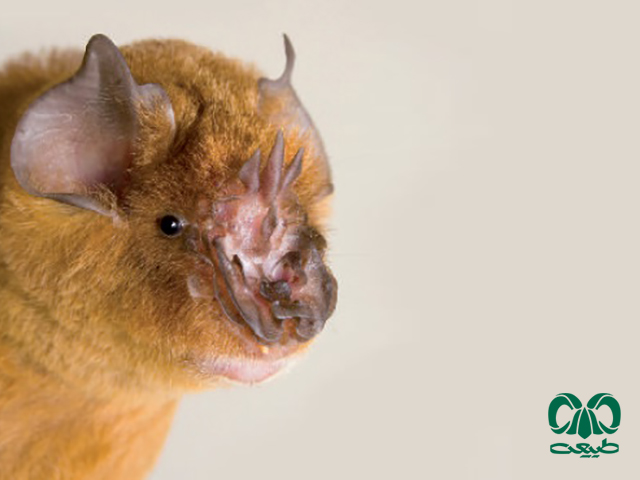ویژگی‌های زیستی گونه خفاش بینی برگه‌ای ایرانی