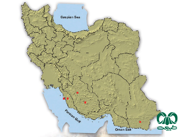 خفاش بینی برگه‌ای ایرانی در ایران