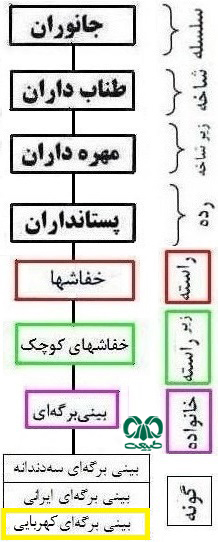 طبقه بندی گونه خفاش بینی برگه‌ای کهربایی