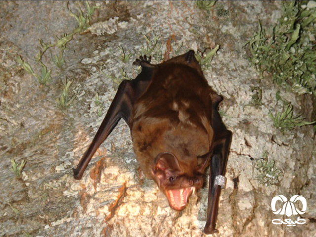 ویژگی‌های ظاهری گونه خفاش جنگلی بزرگ