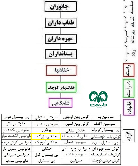 طبقه بندی گونه خفاش جنگلی بزرگ