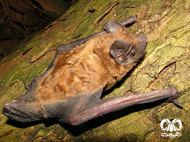 ویژگی‌های ظاهری گونه خفاش جنگلی معمولی