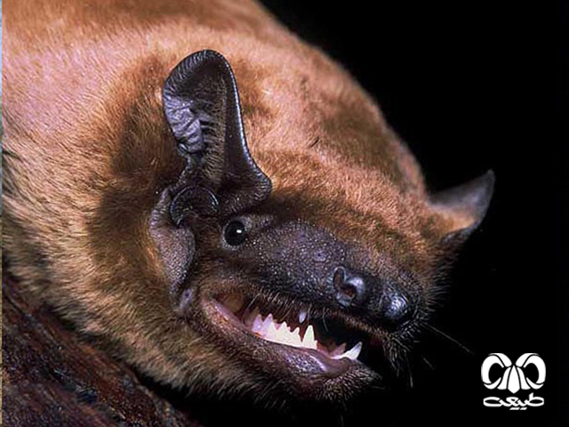 ویژگی‌های زیستی گونه خفاش جنگلی معمولی