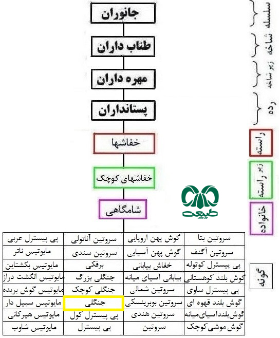 طبقه بندی گونه خفاش جنگلی معمولی