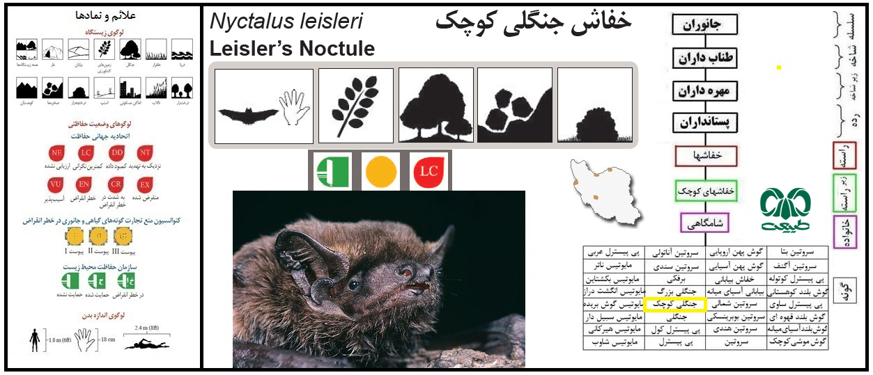 گونه خفاش جنگلی کوچک