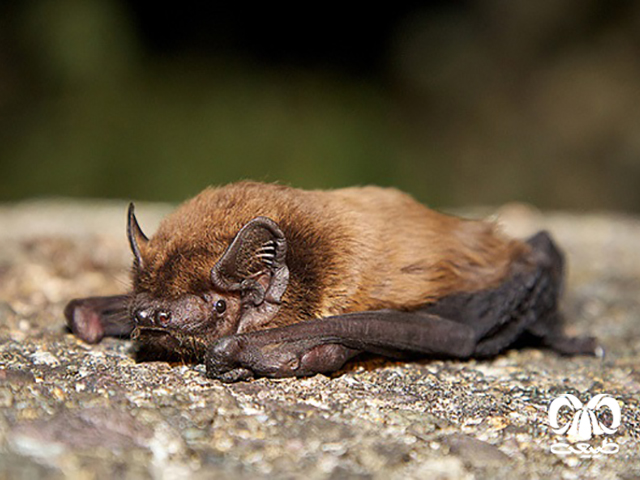 ویژگی‌های ظاهری گونه خفاش جنگلی کوچک
