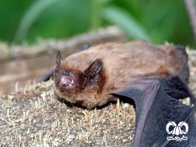ویژگی‌های زیستی گونه خفاش جنگلی کوچک