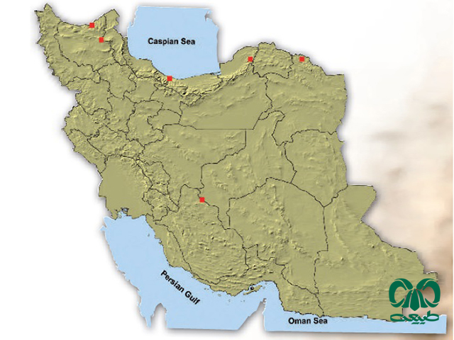خفاش جنگلی کوچک در ایران