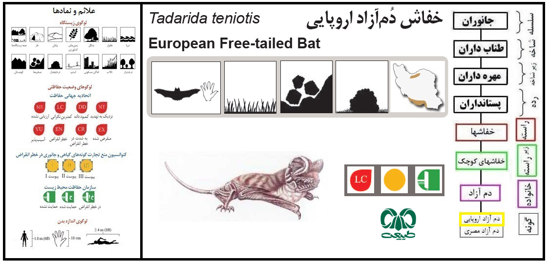 خفاش دم آزاد اروپایی