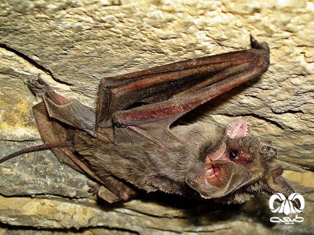 ویژگی‌های ظاهری گونه خفاش دم آزاد اروپایی