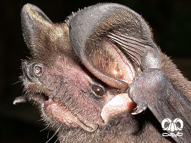 ویژگی‌های زیستی گونه خفاش دم آزاد اروپایی