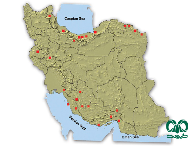 خفاش دم آزاد اروپایی در ایران