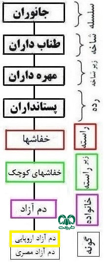 طبقه بندی گونه خفاش دم آزاد اروپایی