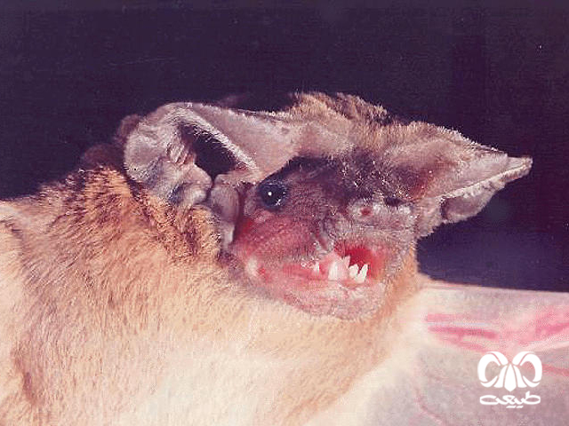 ویژگی‌های زیستی گونه خفاش دم آزاد مصری