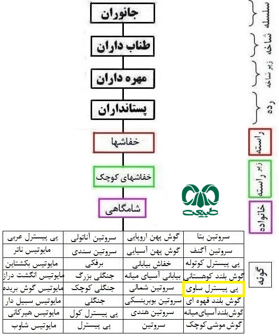  طبقه بندی گونه خفاش دو رنگ