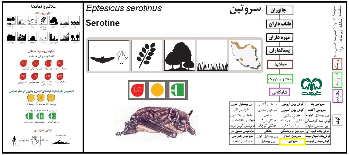 گونه خفاش سروتین