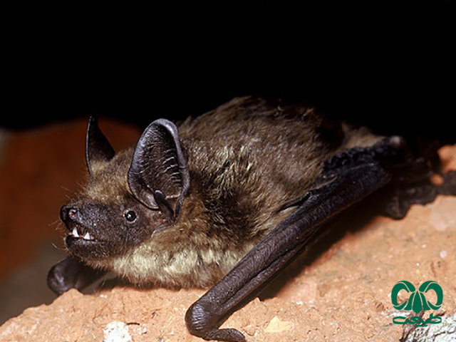 ویژگی‌های ظاهری گونه خفاش سروتین