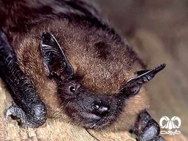 ویژگی‌های زیستی گونه خفاش سروتین