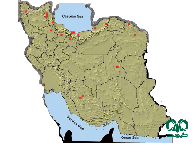 خفاش سروتین در ایران