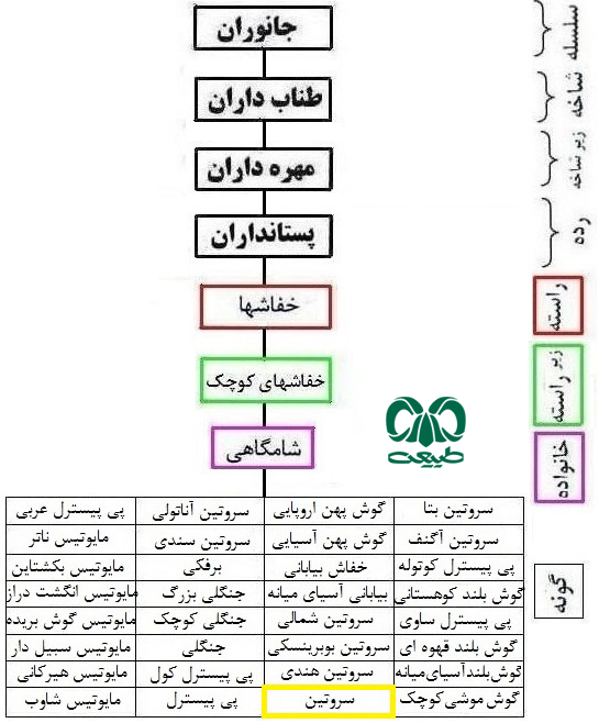 طبقه بندی گونه خفاش سروتین