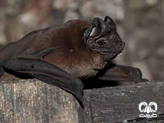 ویژگی‌های ظاهری گونه خفاش سندی