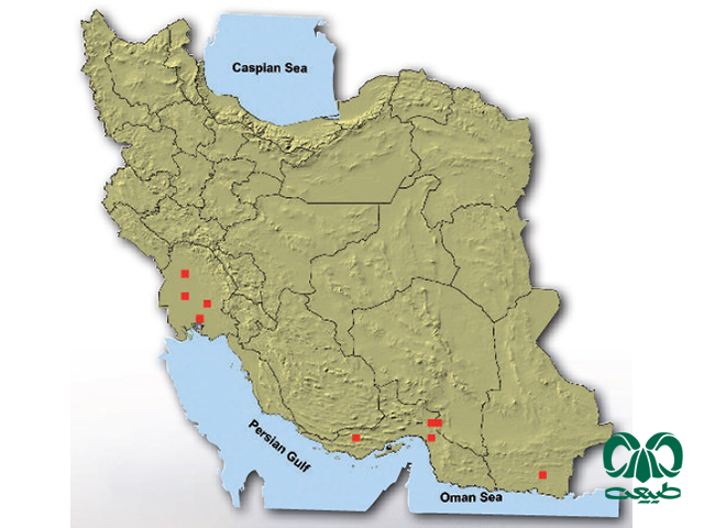 خفاش سندی در ایران