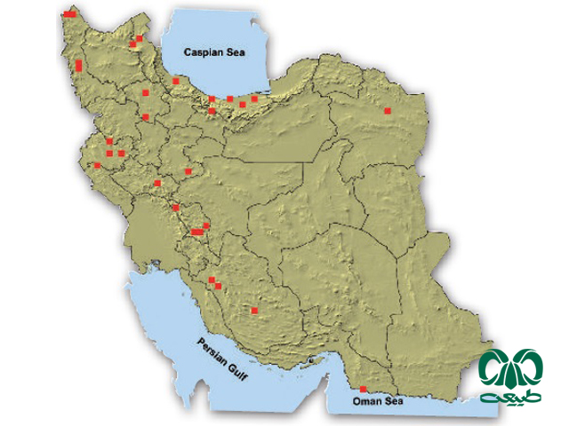 خفاش نعل اسبی کوچک در ایران