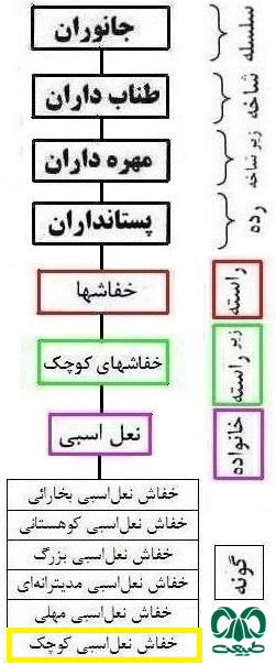 طبقه بندی گونه گونه خفاش نعل اسبی کوچک