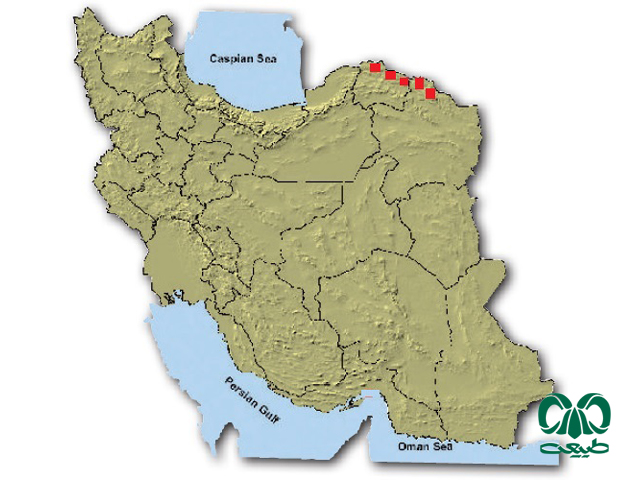 خفاش نعل اسبی بخارایی در ایران