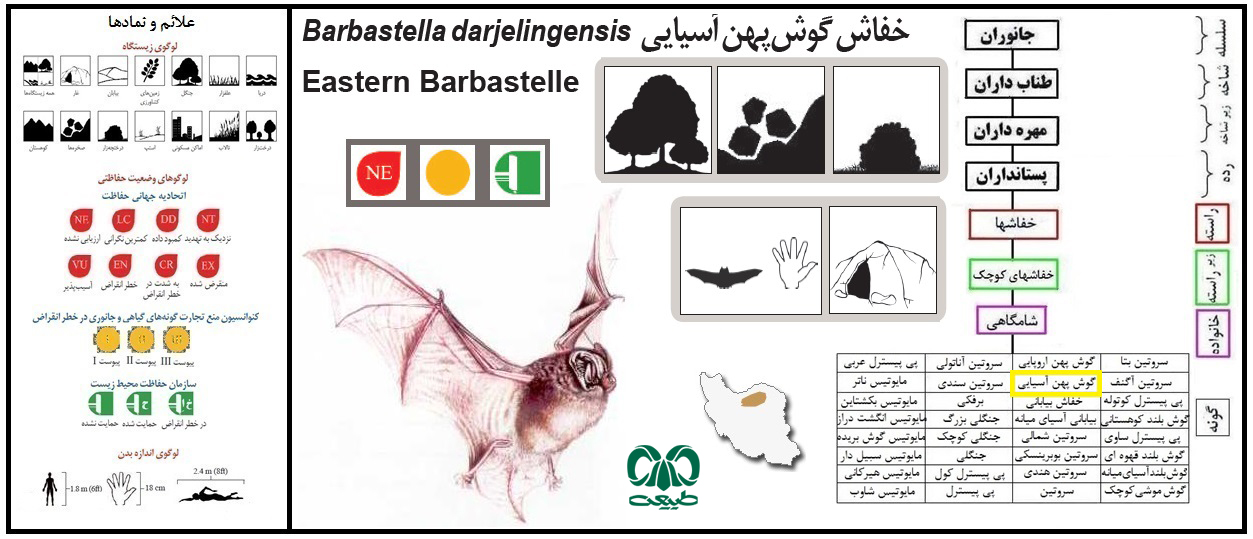 گونه خفاش گوش پهن آسیایی