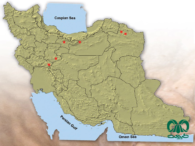 خفاش گوش پهن آسیایی در ایران