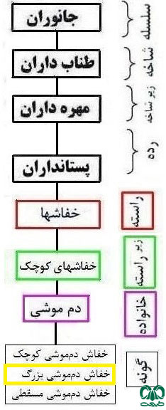 طبقه بندی گونه خفاش دم‌موشی بزرگ