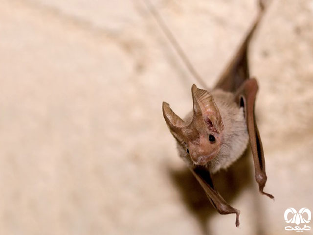 ویژگی‌های زیستی گونه خفاش دم‌موشی مسقطی