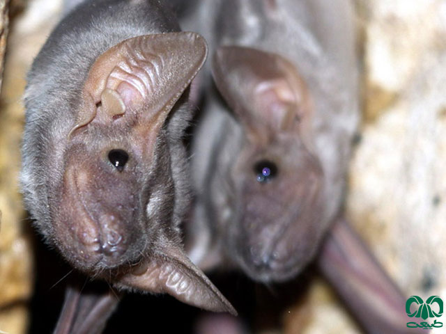 ویژگی‌های ظاهری گونه خفاش مقبره‌ای شکم‌ برهنه