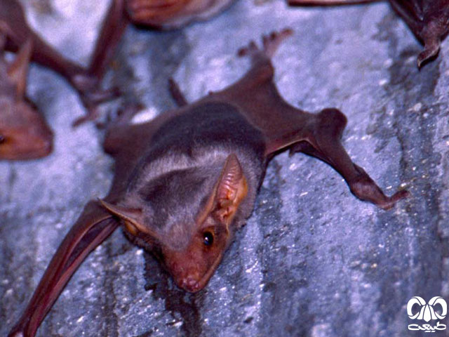 ویژگی‌های زیستی گونه خفاش مقبره‌ای شکم‌ برهنه