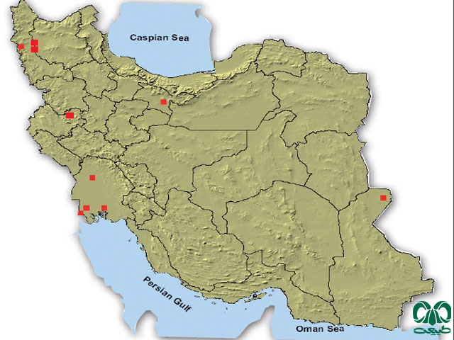 خفاش مقبره‌ای شکم‌ برهنه در ایران
