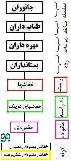 طبقه بندی گونه خفاش مقبره‌ای شکم‌ برهنه