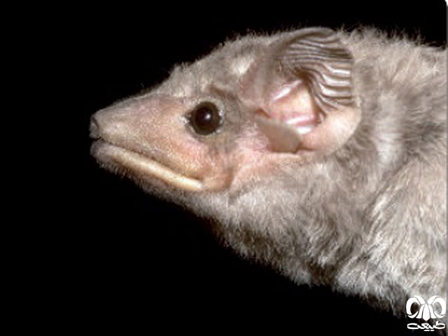 ویژگی‌های زیستی گونه خفاش مقبره‌ای معمولی