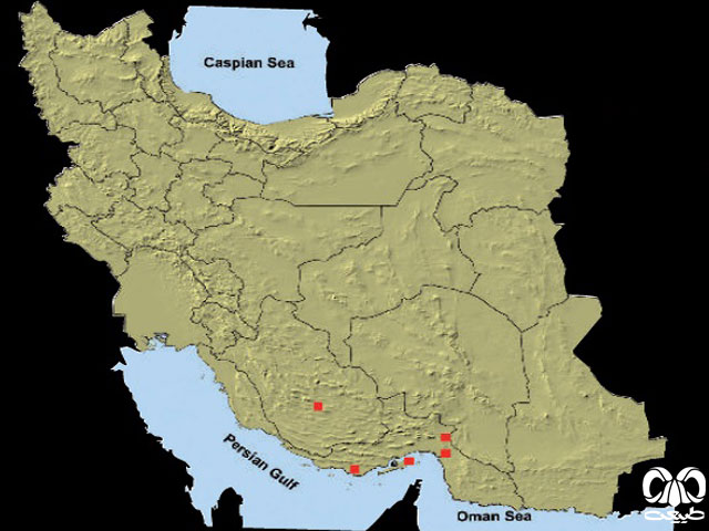 خفاش مقبره‌ای معمولی در ایران
