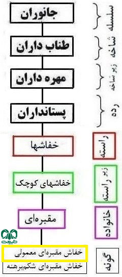 طبقه بندی گونه خفاش مقبره‌ای معمولی