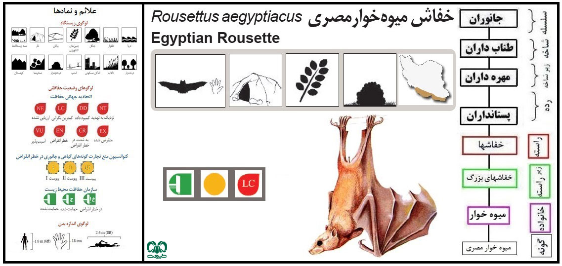 خفاش میوه‌خوار