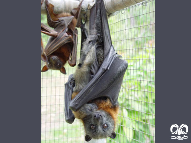  ویژگی‌های زیستی گونه خفاش میوه‌ خوار
